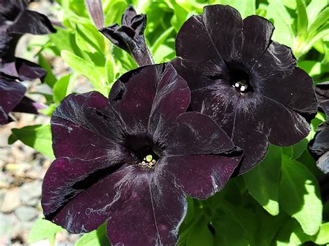 The Healing Powers of Black Magic Petunias: A Myth or Reality?